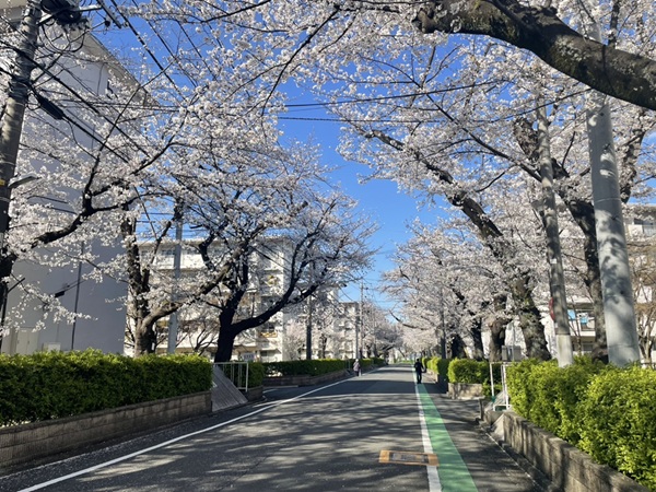 滝山団地3街区 2025桜並木