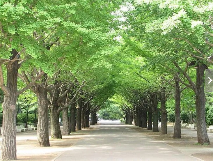 光が丘パークタウン公園南 公園